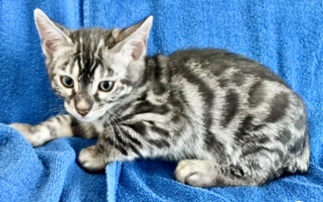 Kramer, charcoal silver Bengal male kitten photo 9