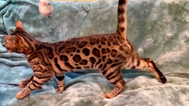 Malachite, brown Bengal male kitten