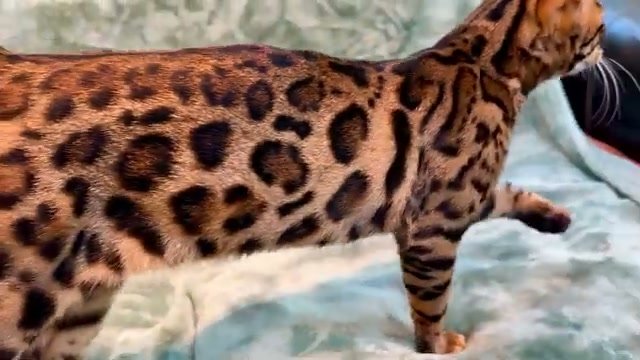 Malachite, brown Bengal male kitten photo 3