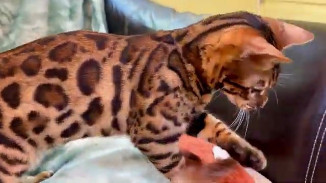 Malachite, brown Bengal male kitten photo 4