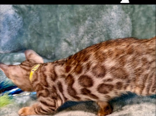 Maple, brown Bengal female kitten