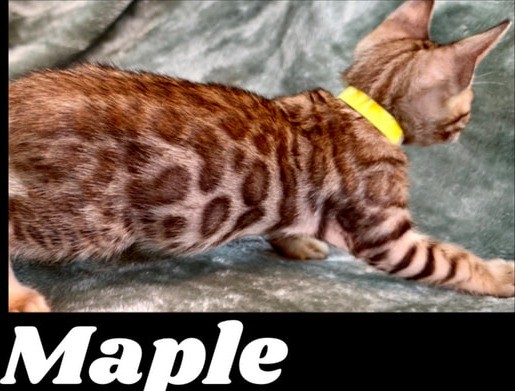 Maple, brown Bengal female kitten photo 3