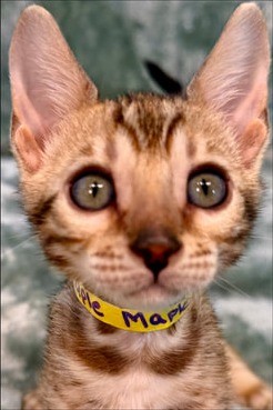 Maple, brown Bengal female kitten photo 4