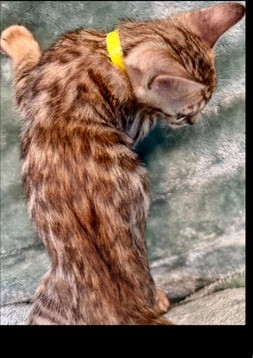 Maple, brown Bengal female kitten photo 5