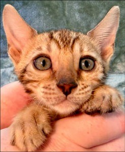 Maple, brown Bengal female kitten photo 7