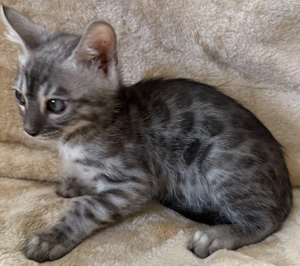 Mojo, smoke (silver panther) Bengal male kitten
