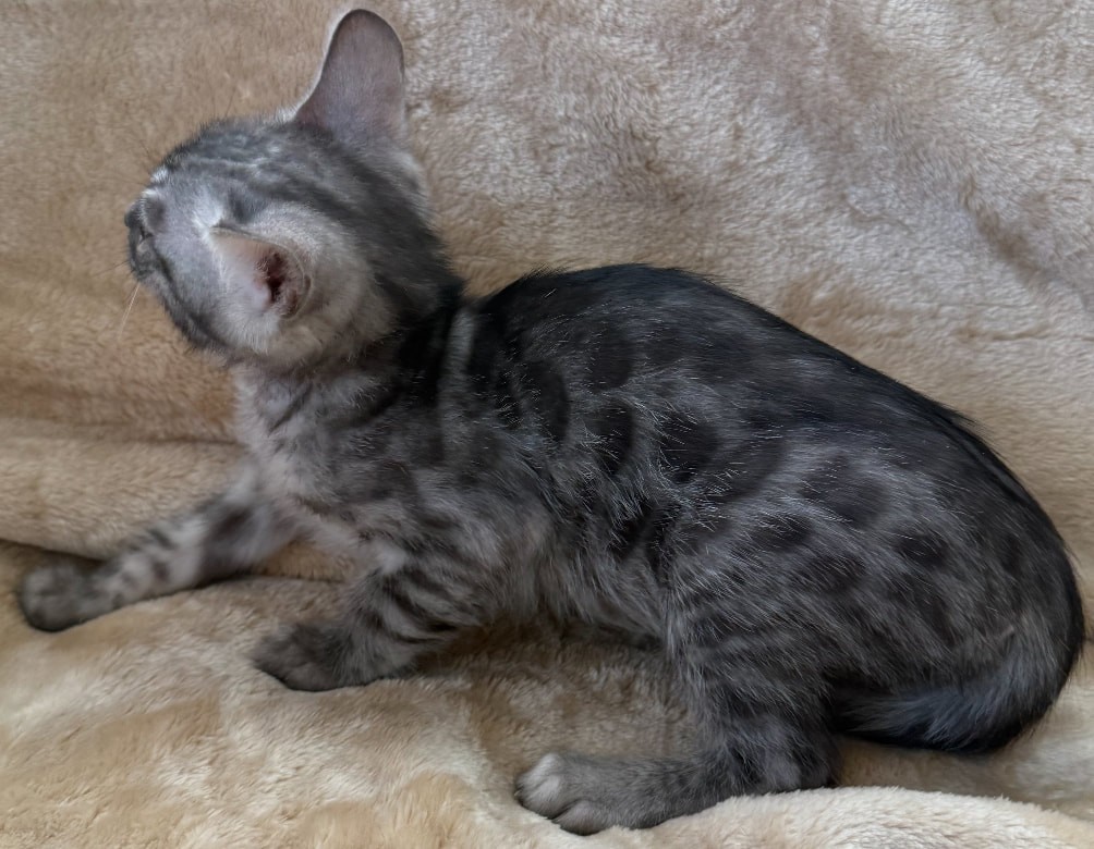 Mojo, smoke (silver panther) Bengal male kitten photo 4