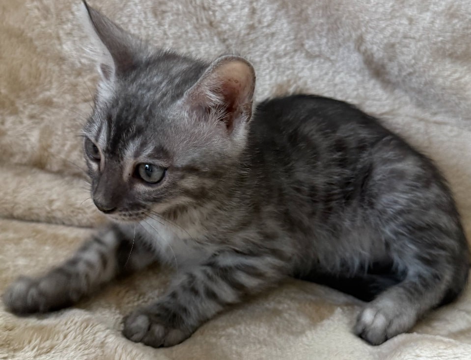 Mojo, smoke (silver panther) Bengal male kitten photo 5