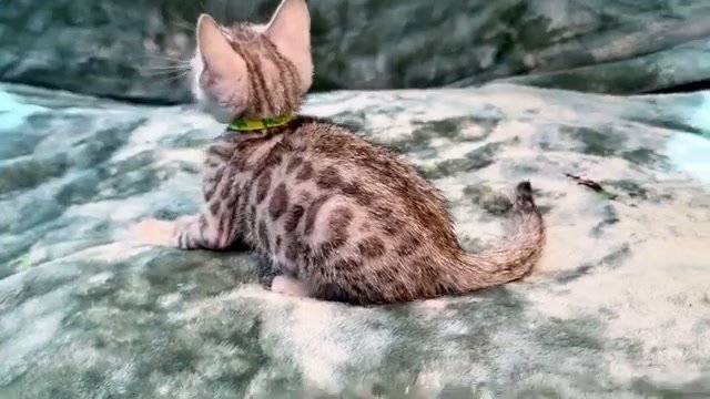 Nelson, silver Bengal male kitten