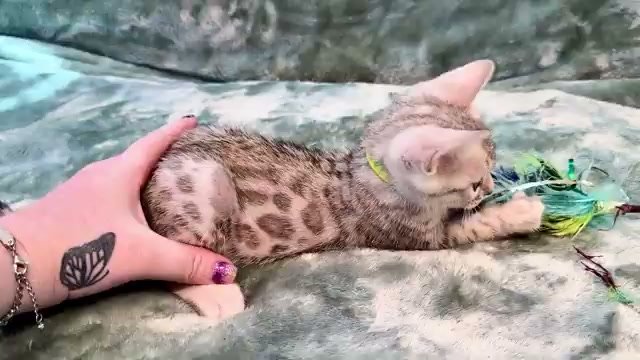Nelson, silver Bengal male kitten photo 3