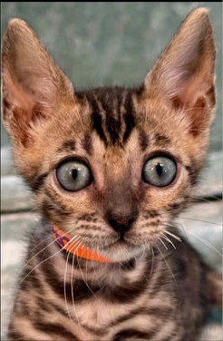 Pepper, brown Bengal female kitten