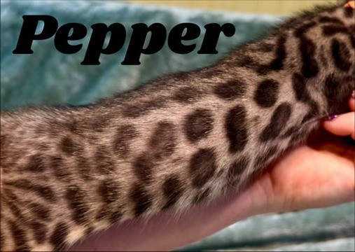 Pepper, brown Bengal female kitten photo 3
