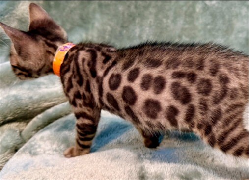 Pepper, brown Bengal female kitten photo 4