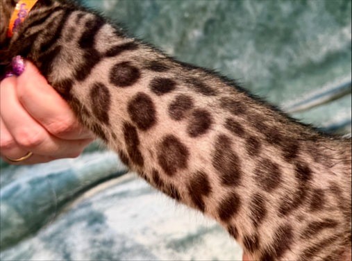 Pepper, brown Bengal female kitten photo 5