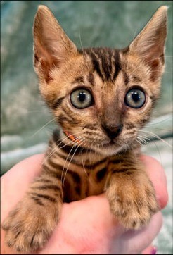 Pepper, brown Bengal female kitten photo 6