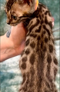 Pepper, brown Bengal female kitten photo 7