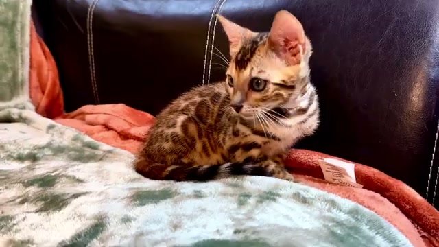 Pho, brown Bengal male kitten