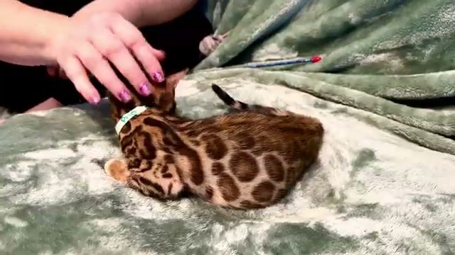Pho, brown Bengal male kitten photo 3