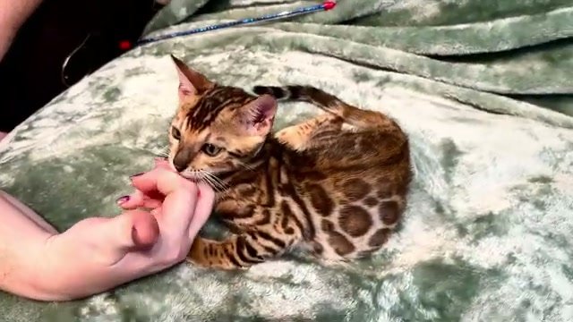 Pho, brown Bengal male kitten photo 4