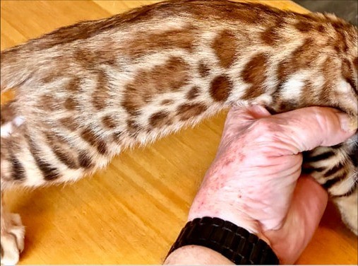 Brown Bengal kitten