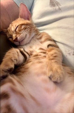 Samson, brown Bengal male kitten photo 3