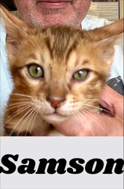 Samson, brown Bengal male kitten photo 4