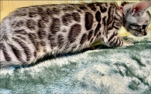 Silver Bengal kitten