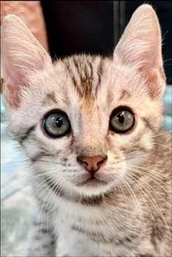 Spark, silver Bengal male kitten photo 3