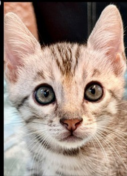 Spark, silver Bengal male kitten photo 5