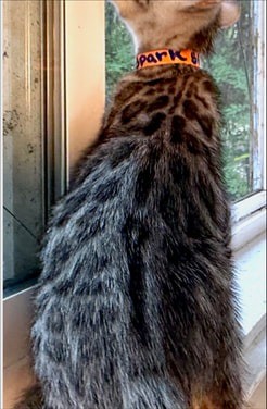 Spark, silver Bengal male kitten photo 6