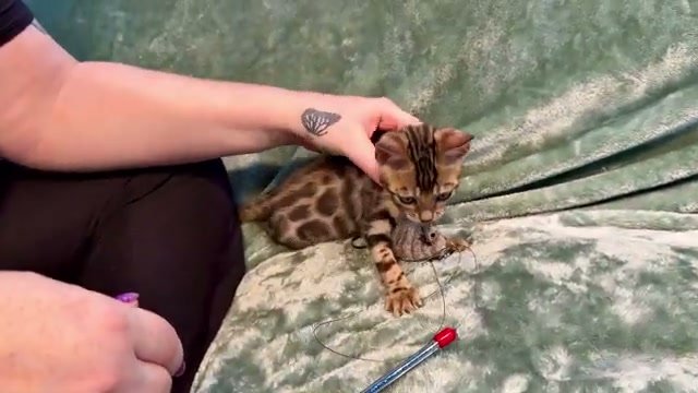 Sushi, brown Bengal male kitten photo 4