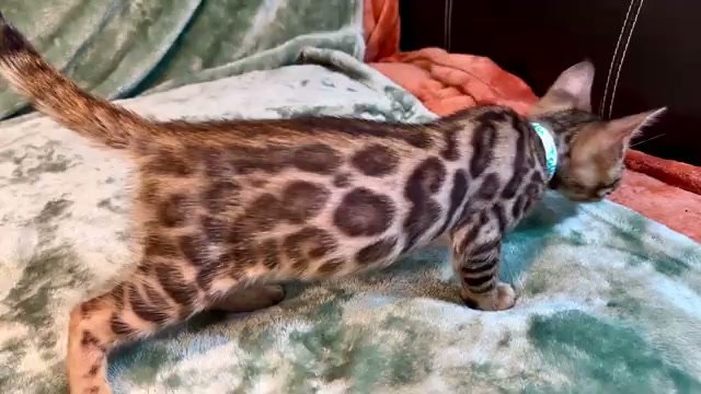 Tofu, brown Bengal male kitten