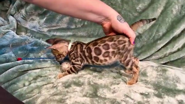 Tofu, brown Bengal male kitten photo 3
