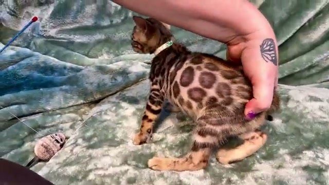 Tofu, brown Bengal male kitten photo 4