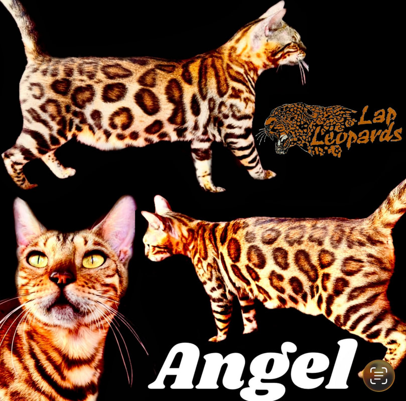Angel, a Brown Bengal queen
