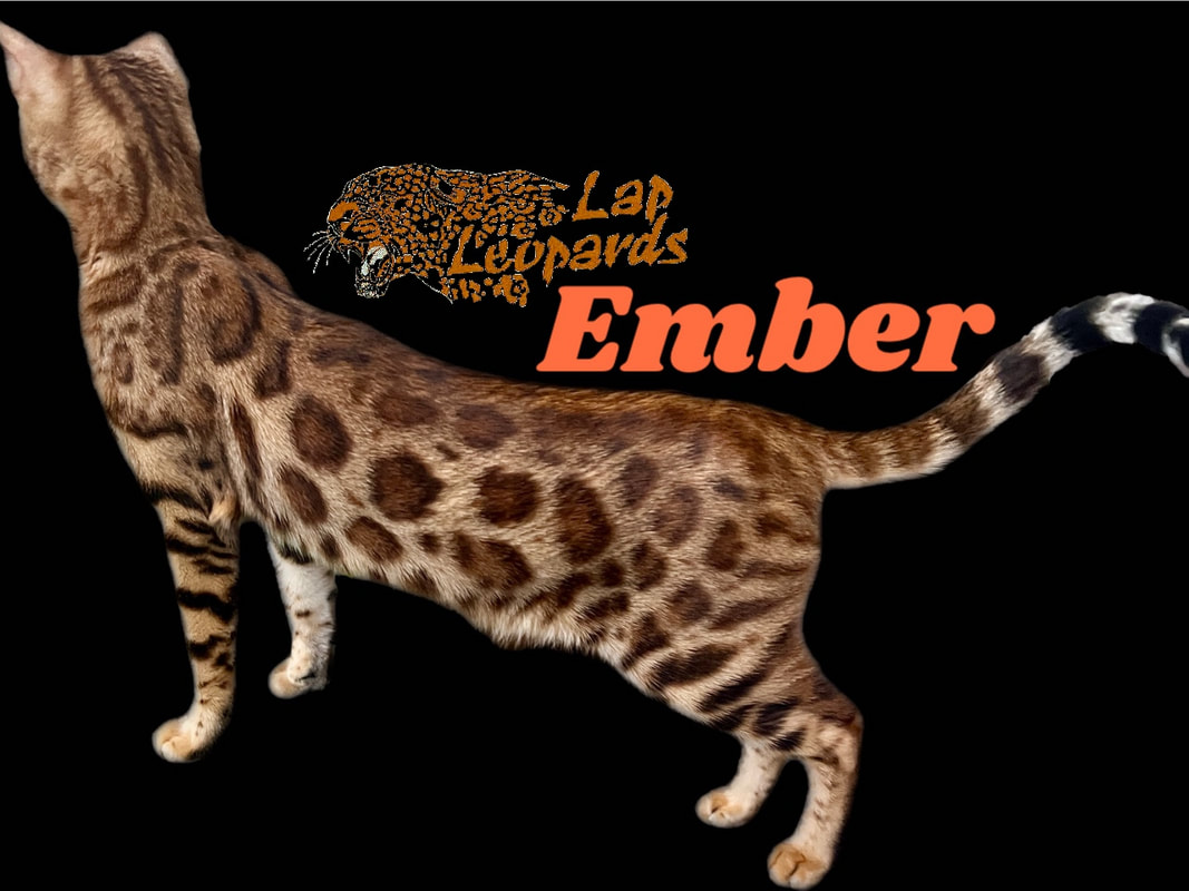 Ember, a richly rosetted brown Bengal queen in full profile