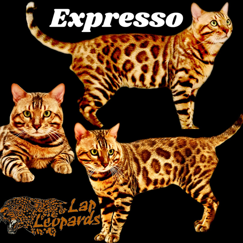 Expresso, a Brown Bengal stud