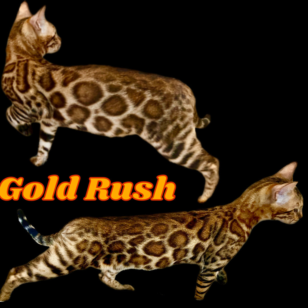 Gold Rush, a Brown Bengal queen
