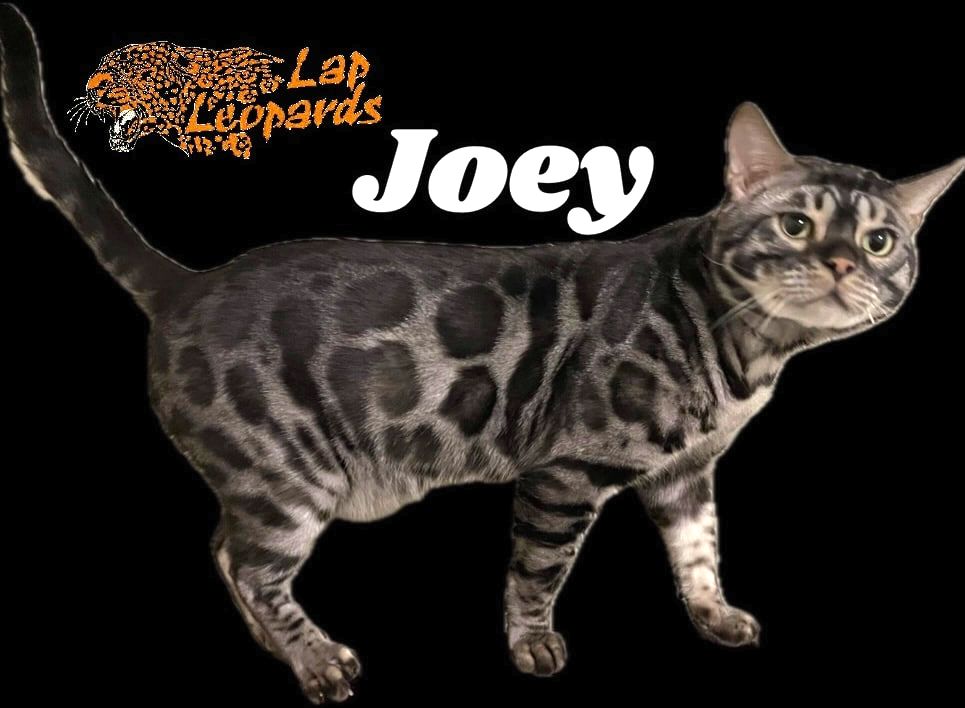 Joey, a Charcoal Silver Bengal stud