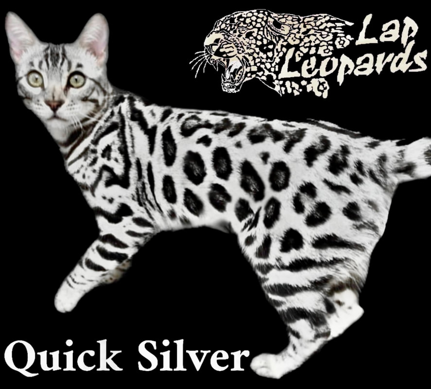 Silver Sire, a Silver Bengal stud