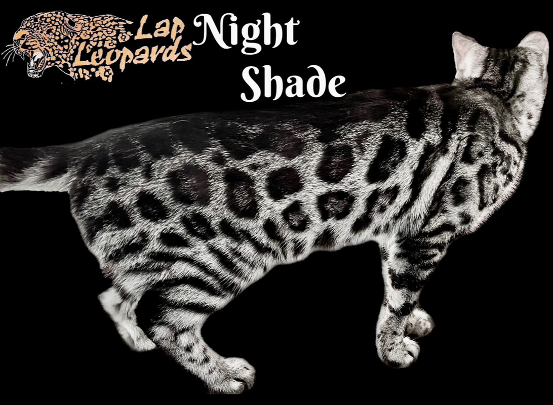 NightShade, a Charcoal Silver Bengal queen