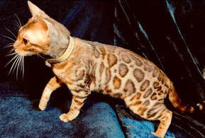 Romani, a Brown Bengal queen