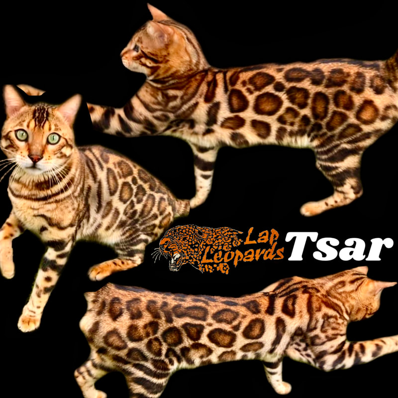 Tsar, a Brown Bengal stud